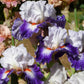 Gypsy Lord Bearded Iris Quart Pot