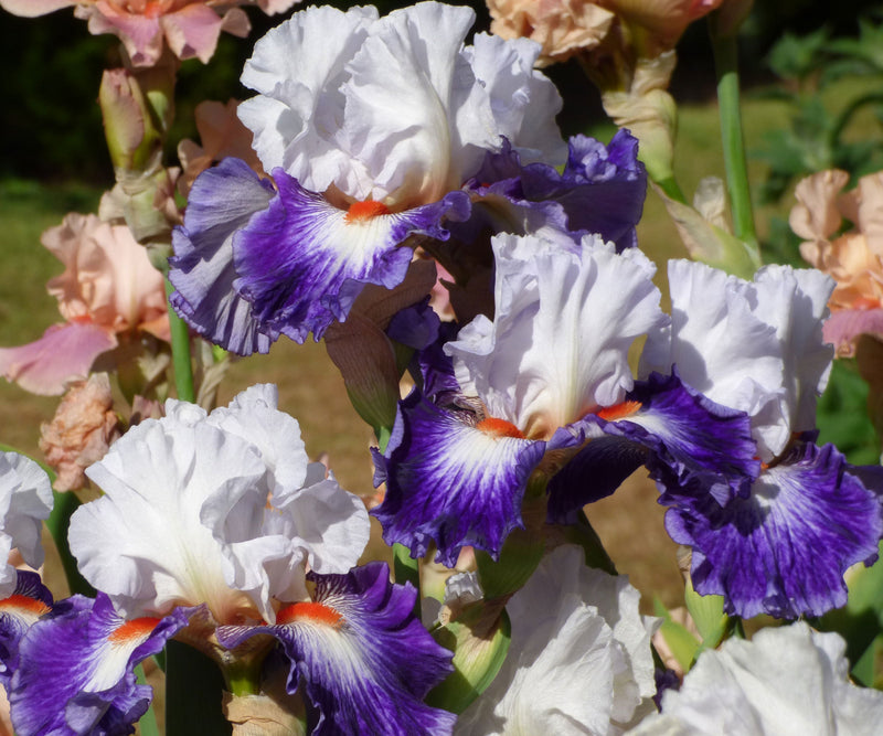 Gypsy Lord Bearded Iris Quart Pot-zoom-