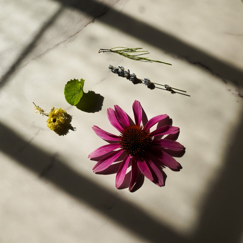 Chrysalis Oil Cleanser-zoom-