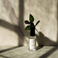 Wildcrafted Tulsi Hydrosol | Limited Edition