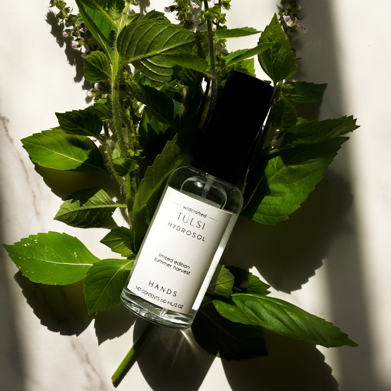 Wildcrafted Tulsi Hydrosol | Limited Edition-zoom-