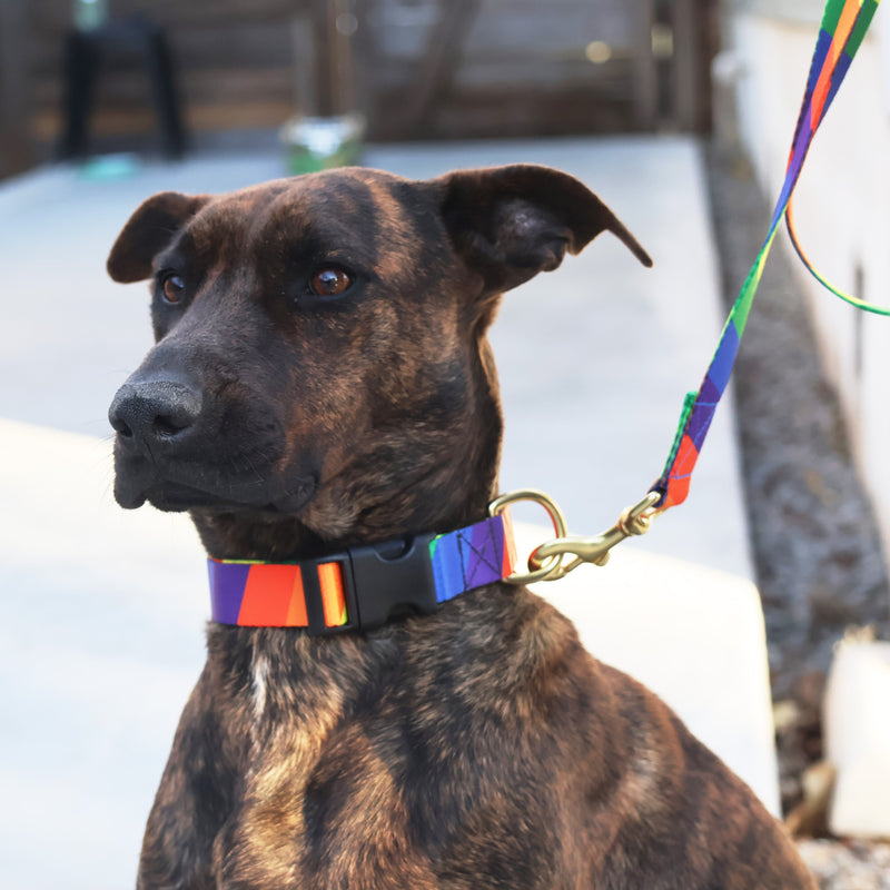 Basic Snap Dog Collar / Printed-zoom-