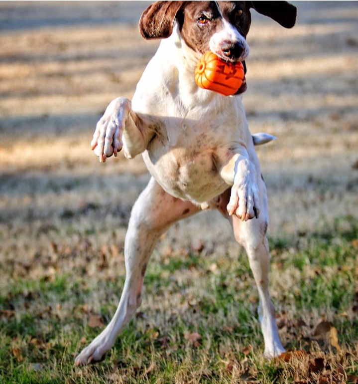 Jack O' Lantern Dog Toy - Durable Halloween Chew Toy for Large Dogs | USA Made-zoom-6