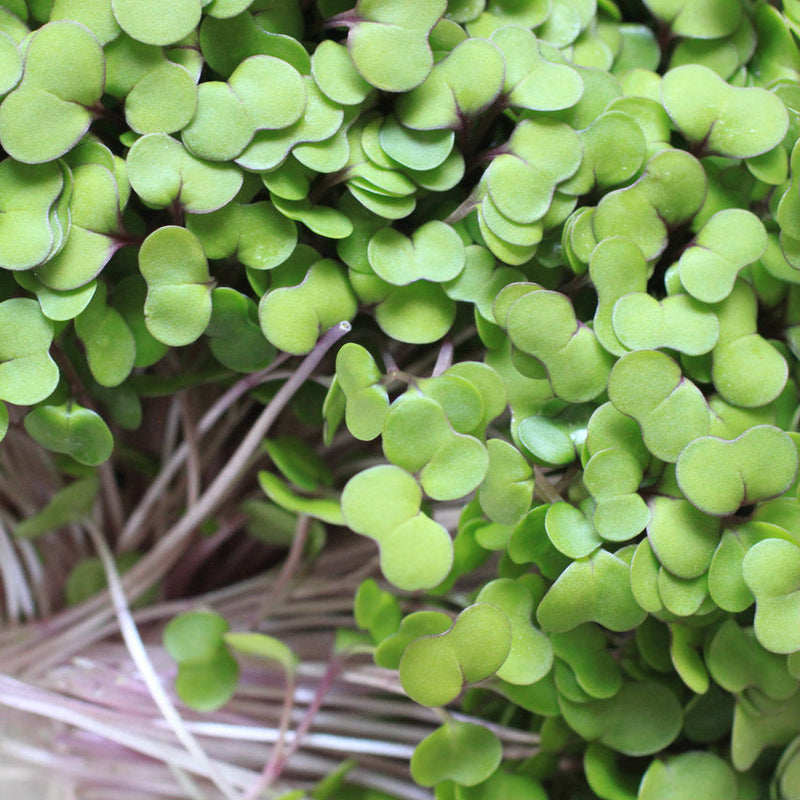 Kale for Microgreens-zoom-