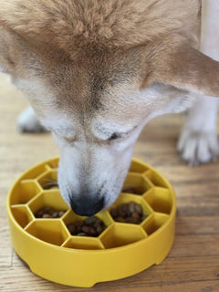 Honeycomb eBowl Deep Slow Feeder Dog Bowl - Aware House