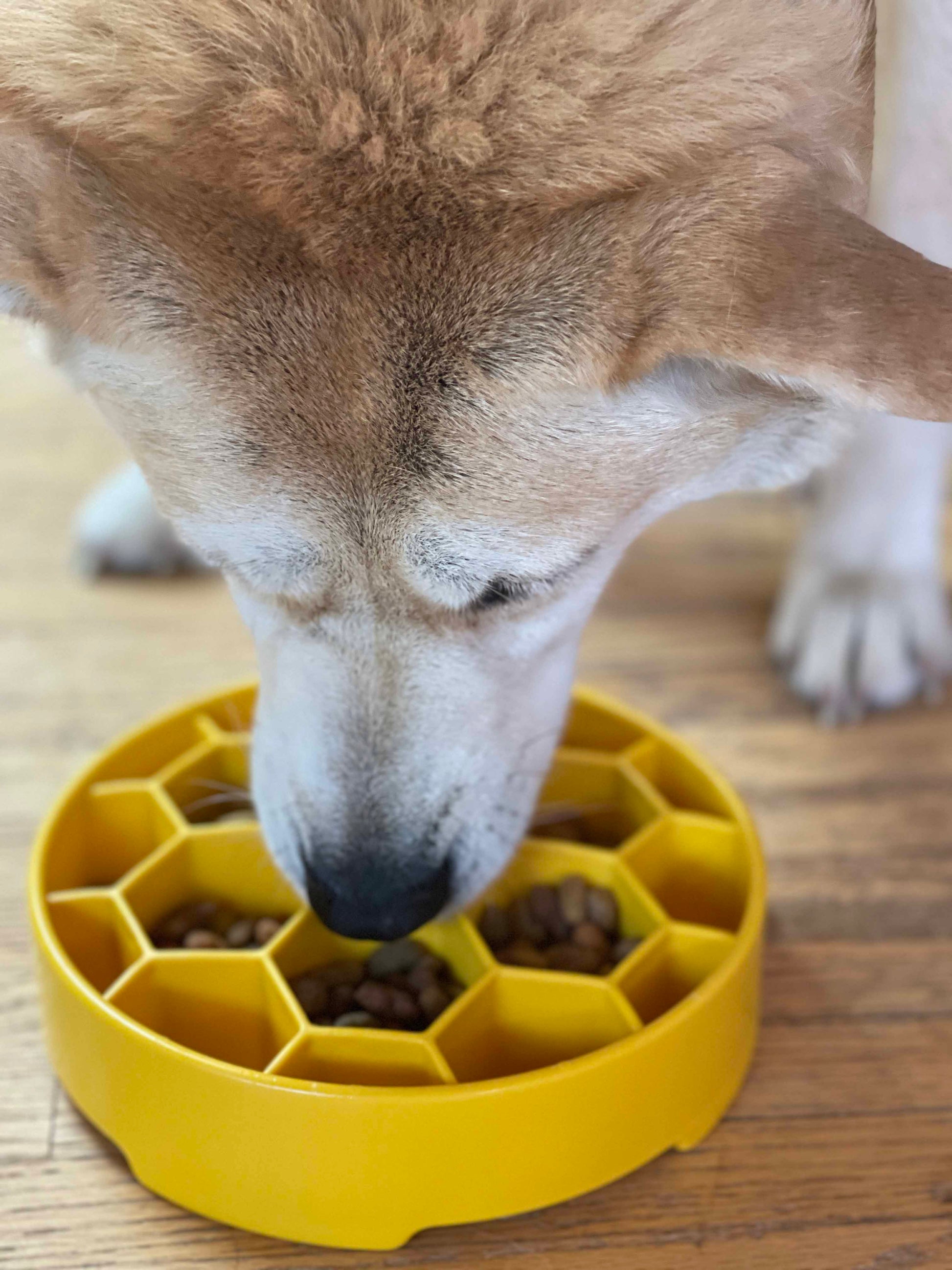 Honeycomb eBowl Deep Slow Feeder Dog Bowl-18