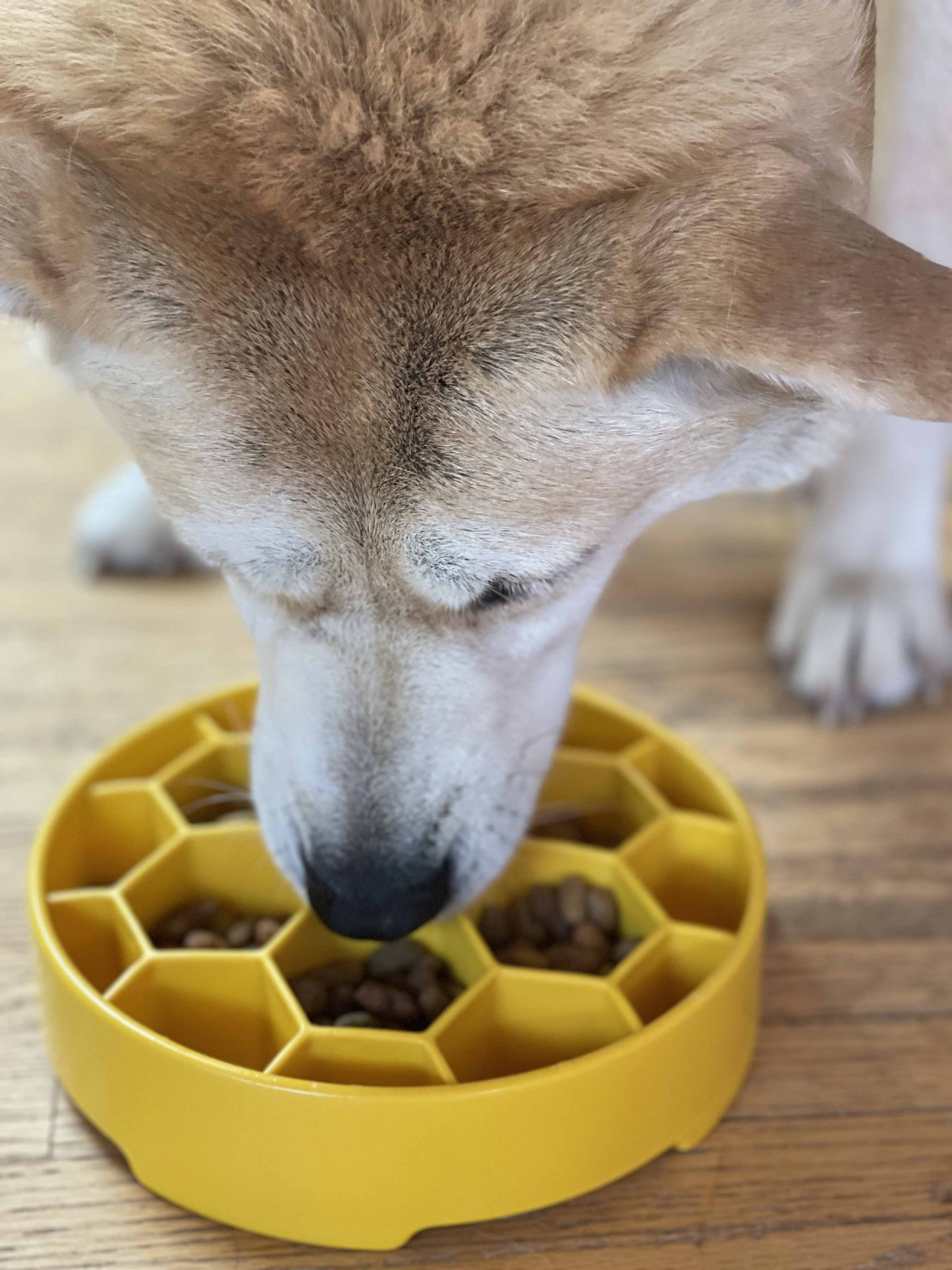 Honeycomb eBowl Deep Slow Feeder Dog Bowl-zoom-18