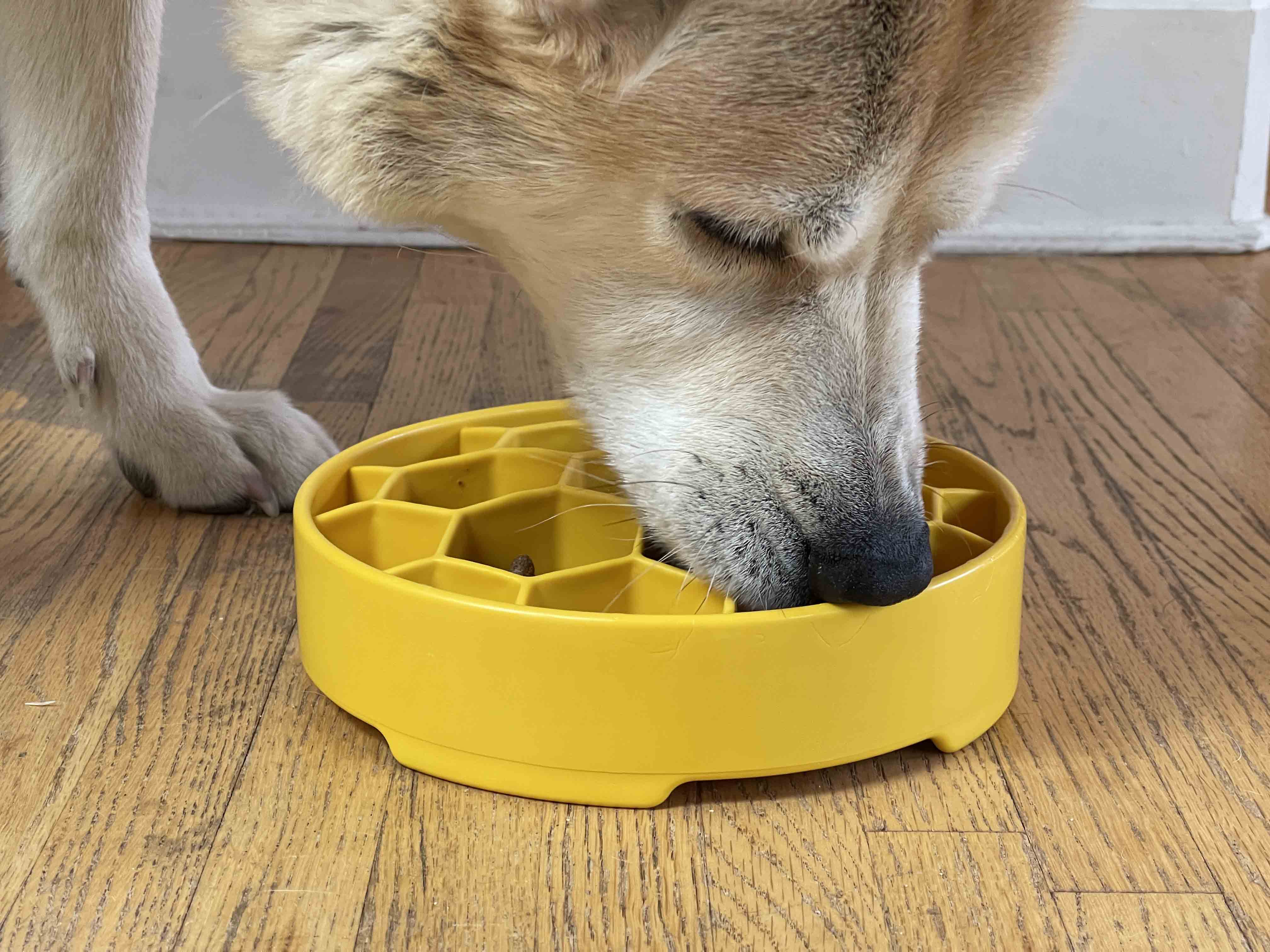 Honeycomb eBowl Deep Slow Feeder Dog Bowl - Aware House