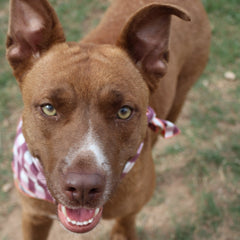 Reversible Dog Bandana | Sunflower Picnic - Aware House