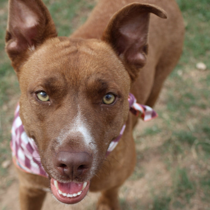 Reversible Dog Bandana | Sunflower Picnic-zoom-