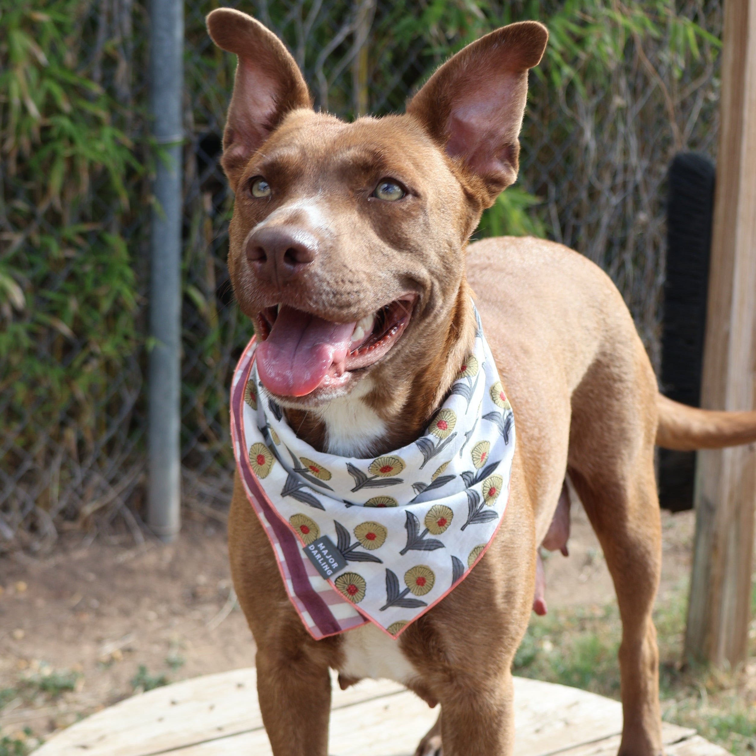 Reversible Dog Bandana | Sunflower Picnic