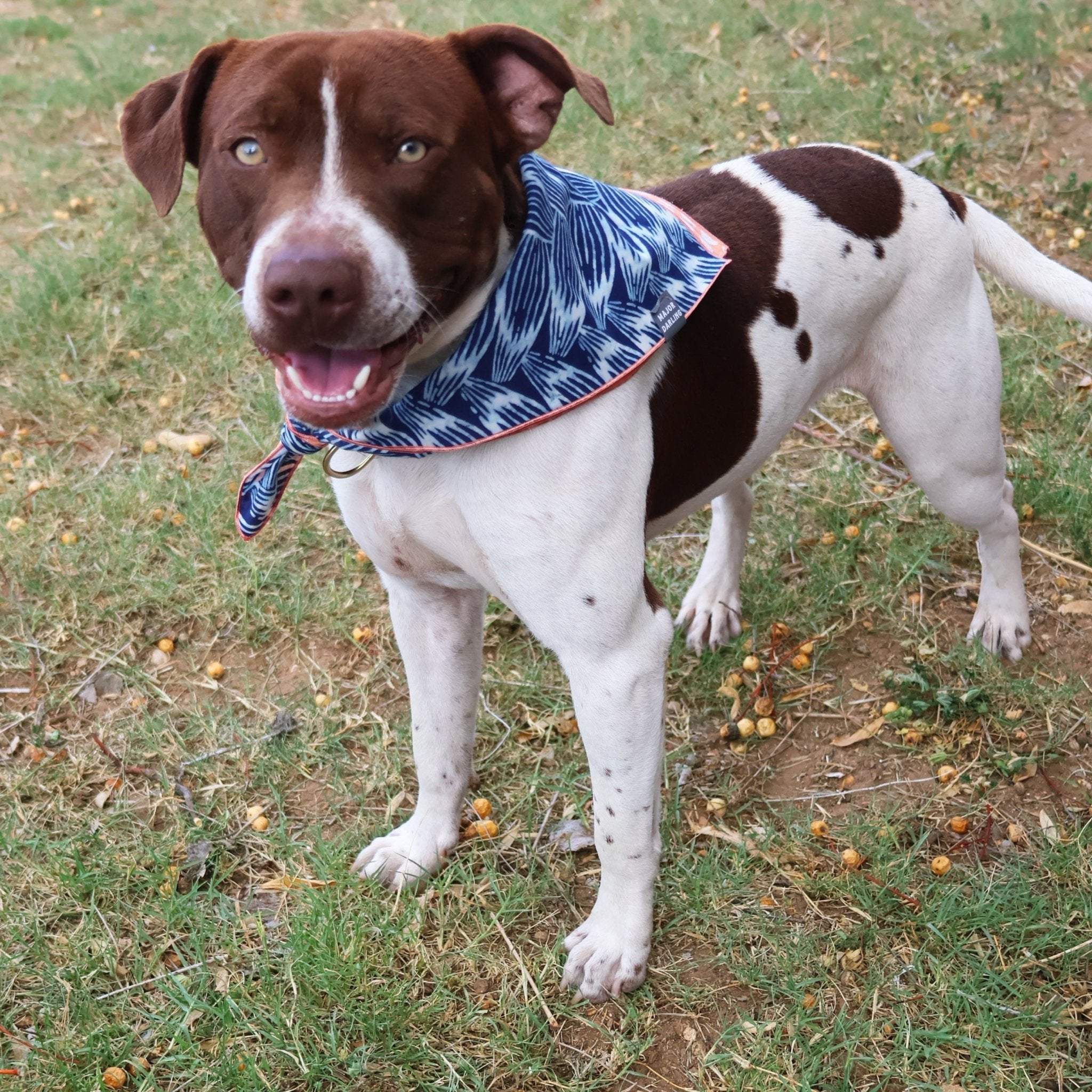 Reversible Dog Bandana | Braids & Half - Moons - Aware House