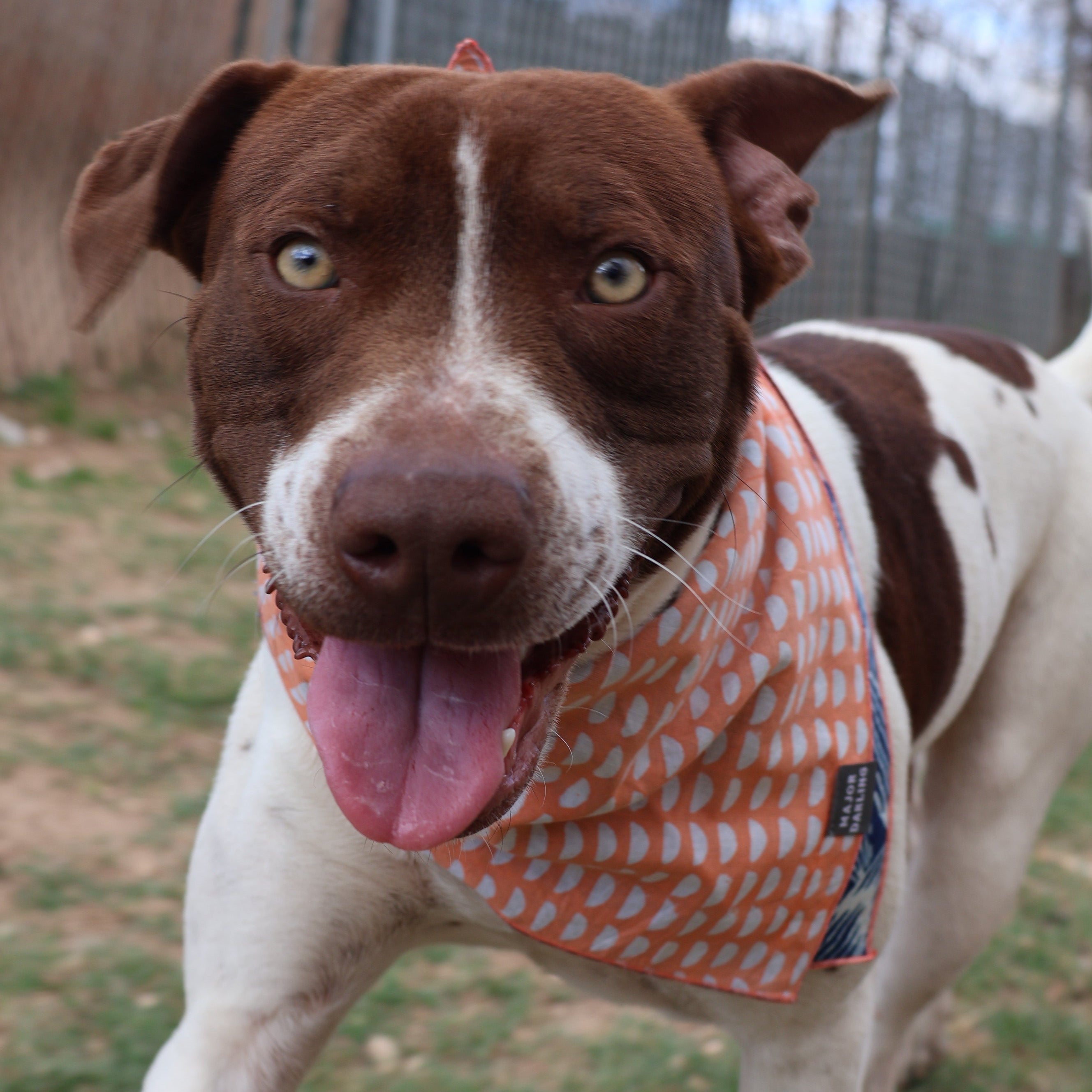 Reversible Dog Bandana | Braids & Half-Moons-zoom-4