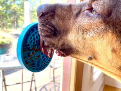 Turtle Mini Lick Mat with Suction Cups for Dogs and Cats - Aware House