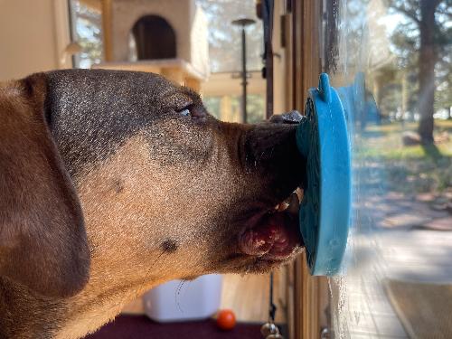 Turtle Mini Lick Mat with Suction Cups for Dogs and Cats - Aware House