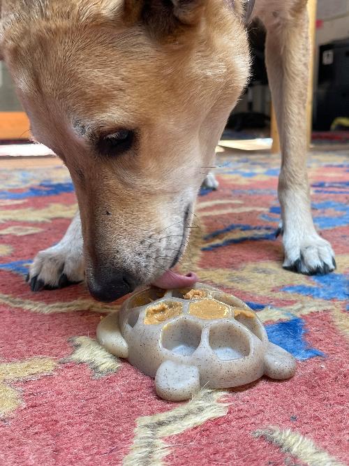 Turtle Nylon Chew & Enrichment Toy-zoom-