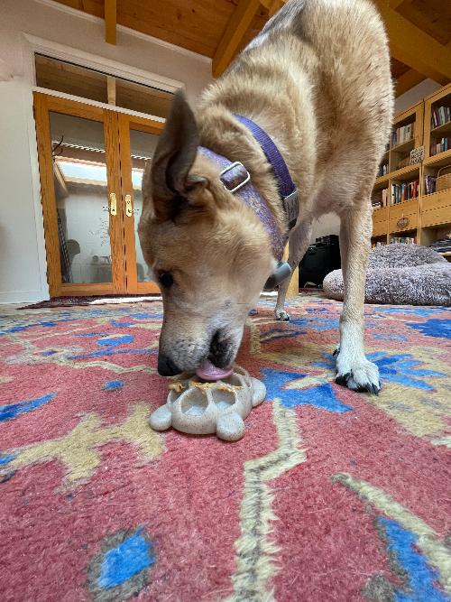 Turtle Nylon Chew & Enrichment Toy-zoom-