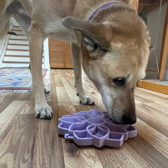 Mandala Softie eTray Shallow Slow Feeder Dog Bowl-zoom-