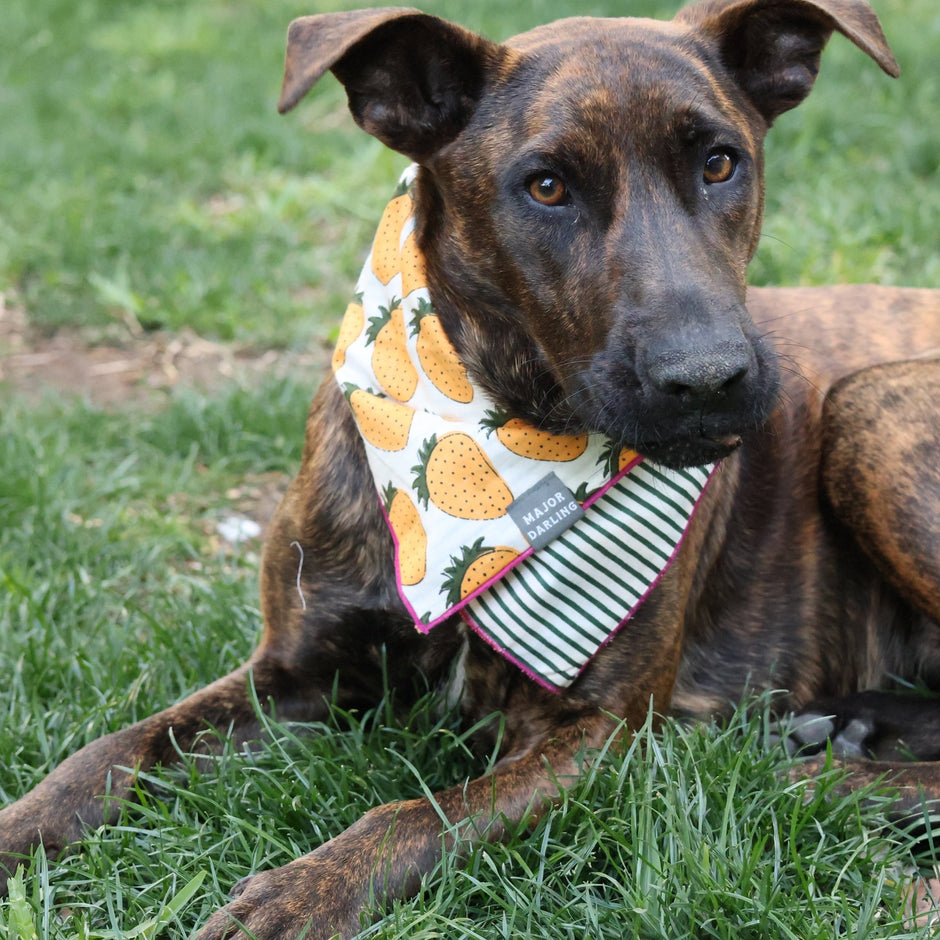 Reversible Dog Bandana | Yellow Strawberries & Stripes - Aware House