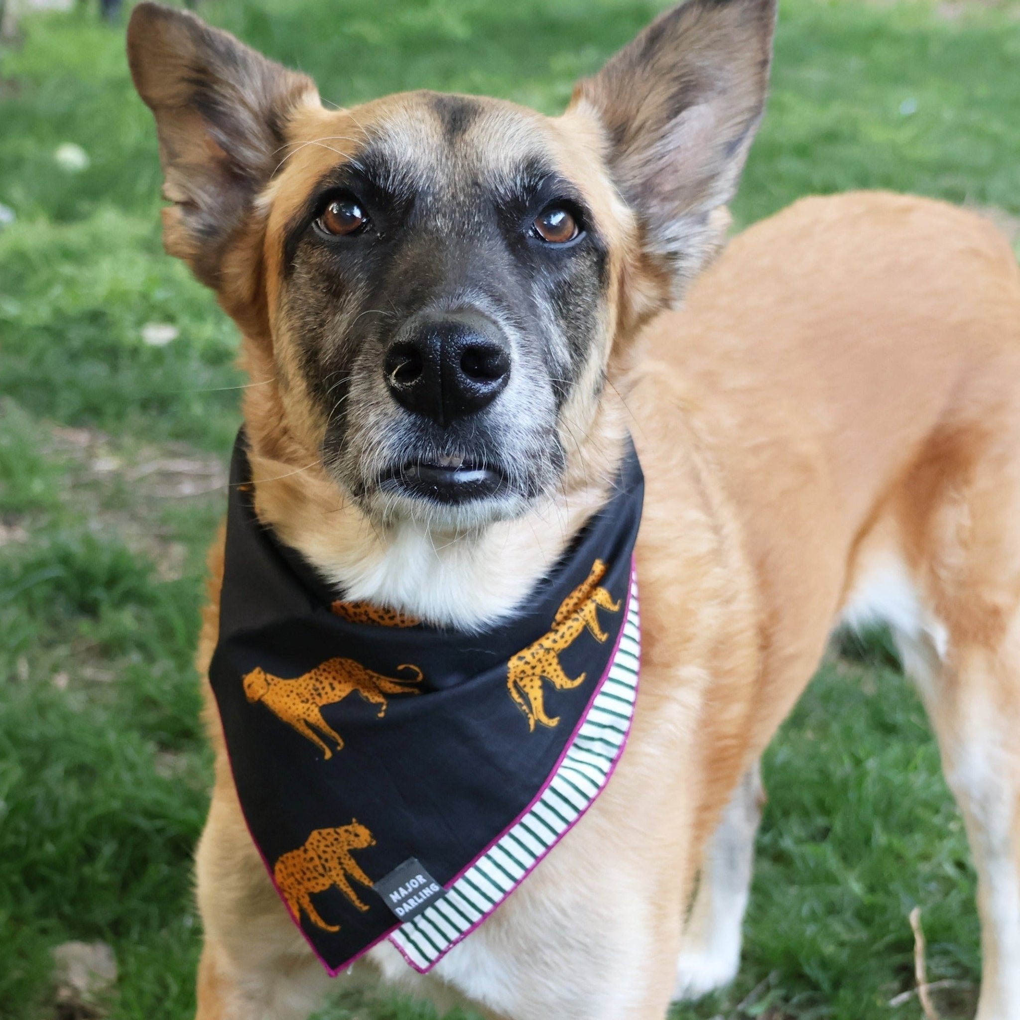 Reversible Dog Bandana | Cheetahs & Stripes - Aware House