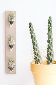 Triple Ceramic Wall Planter - Aware House