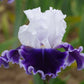 Local Ocean Bearded Iris Quart Container