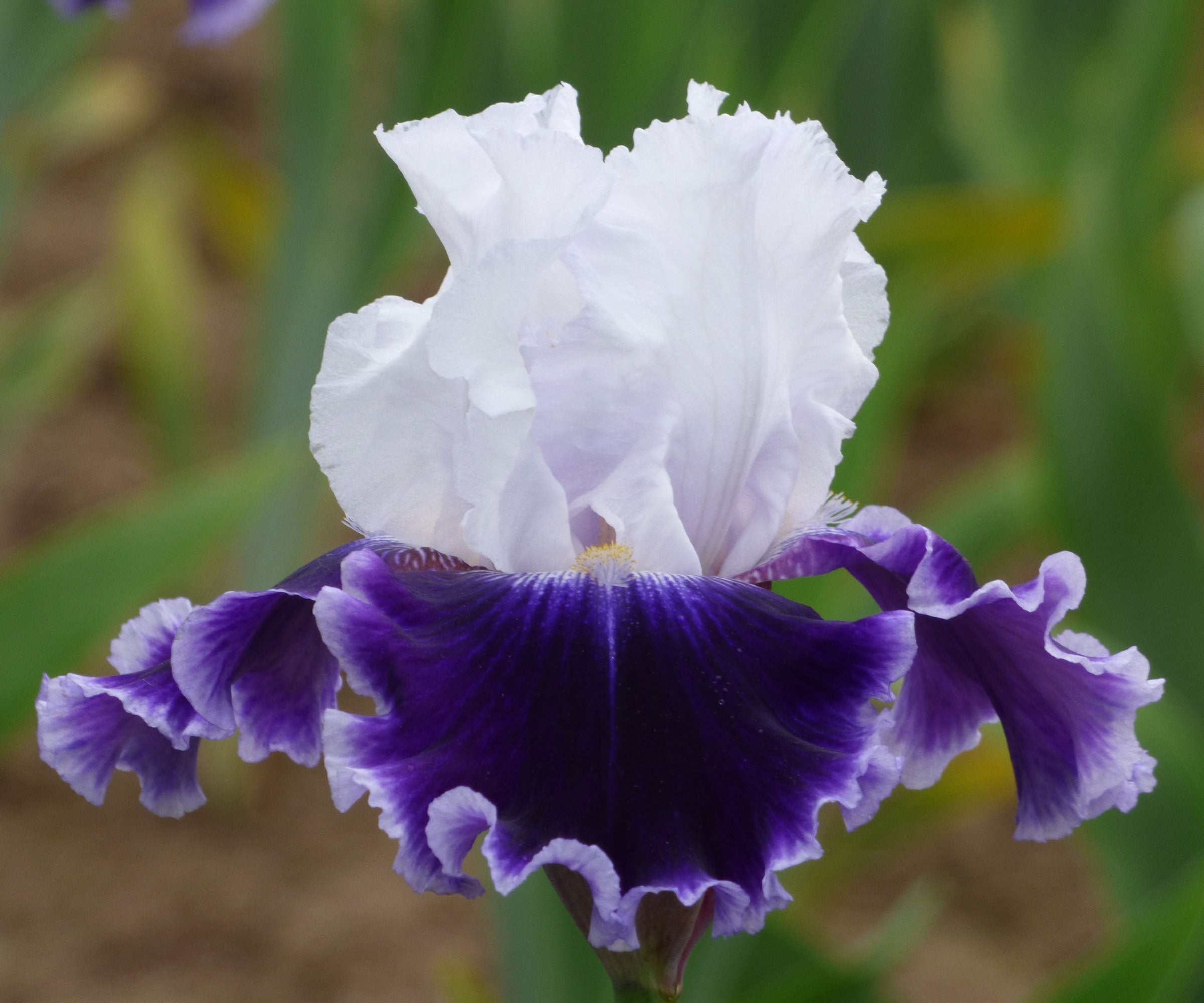 Local Ocean Bearded Iris Quart Container