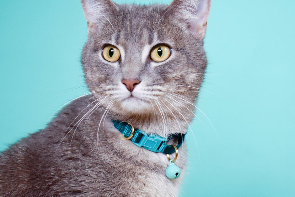 Breakaway Cat Collar - Aware House - Major Darling -