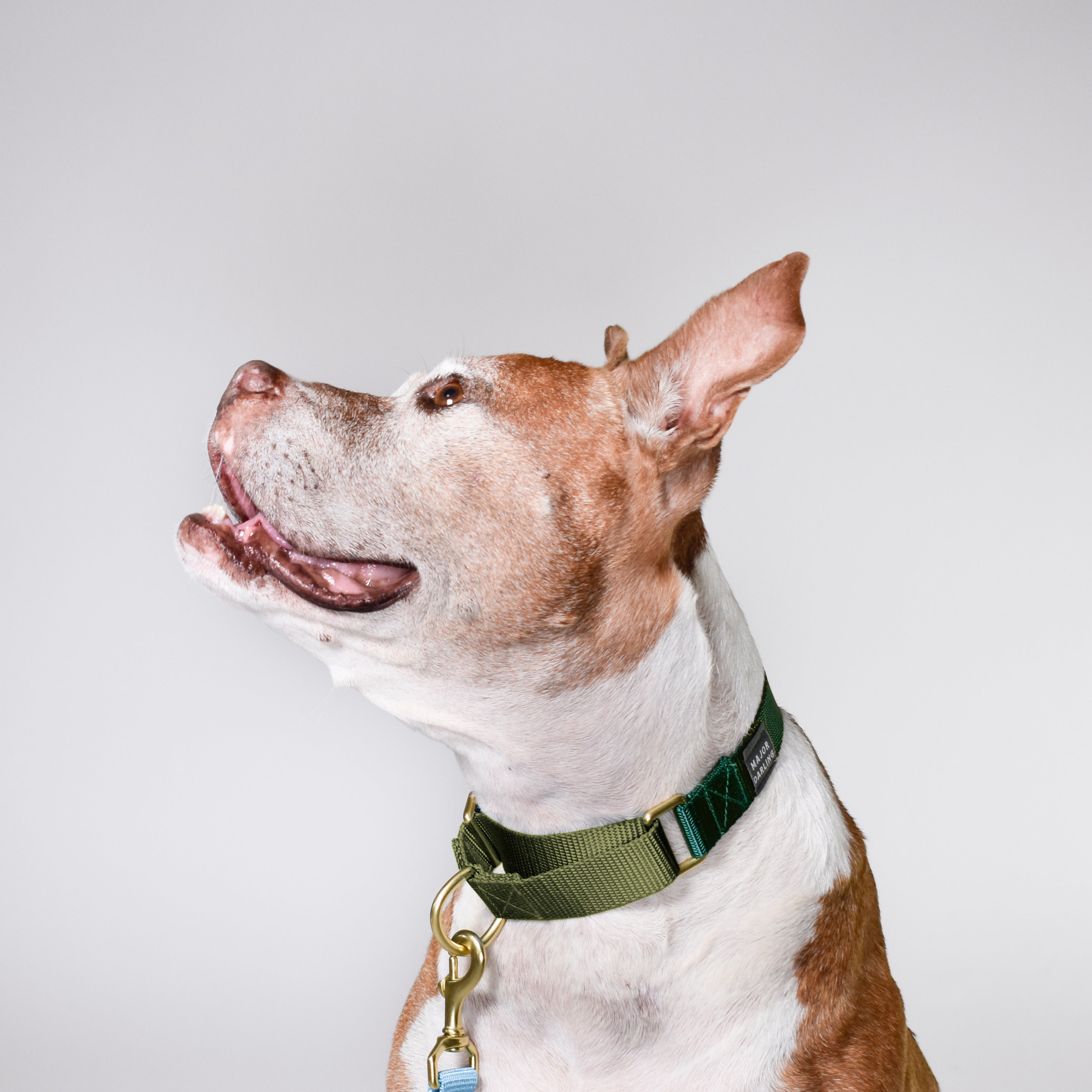 Martingale Dog Collar / Forest + Olive