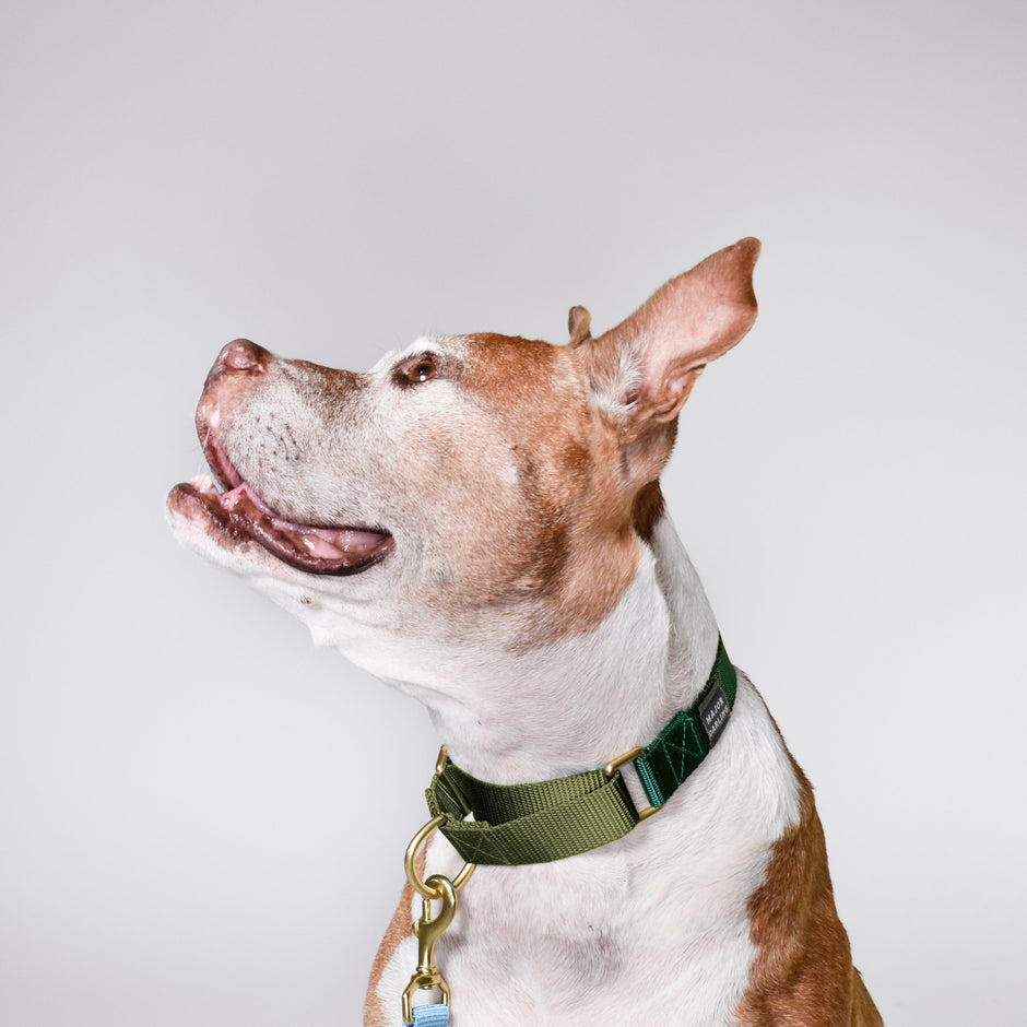 Martingale Dog Collar | Forest + Olive