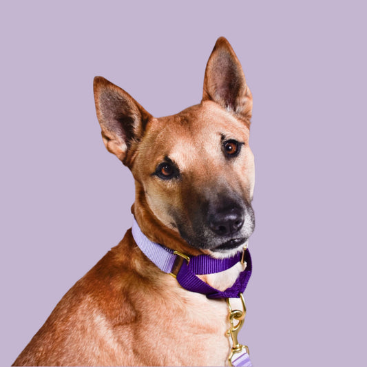 Martingale Dog Collar / Lilac + Violet