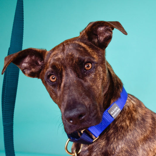 Martingale Dog Collar / Cobalt + Navy