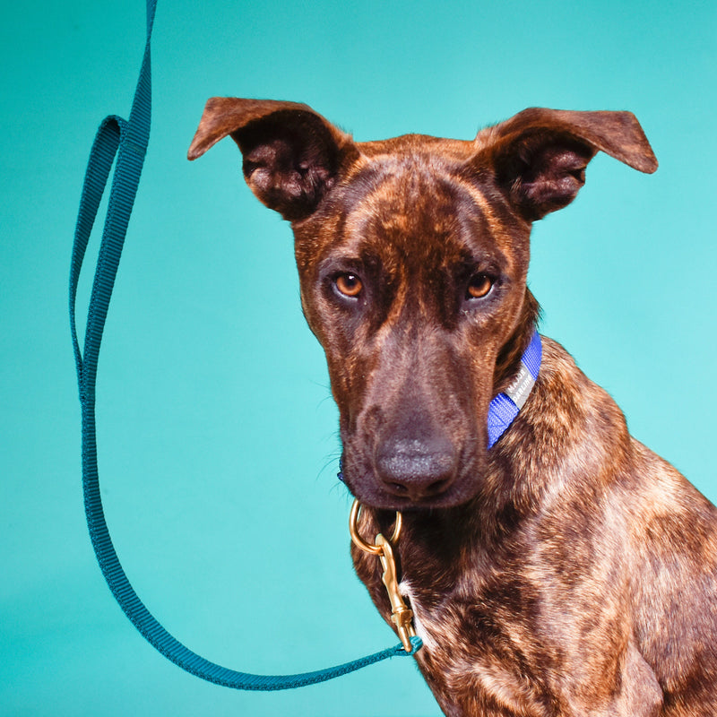 Double Handle Dog Leash | Traffic Leash-zoom-