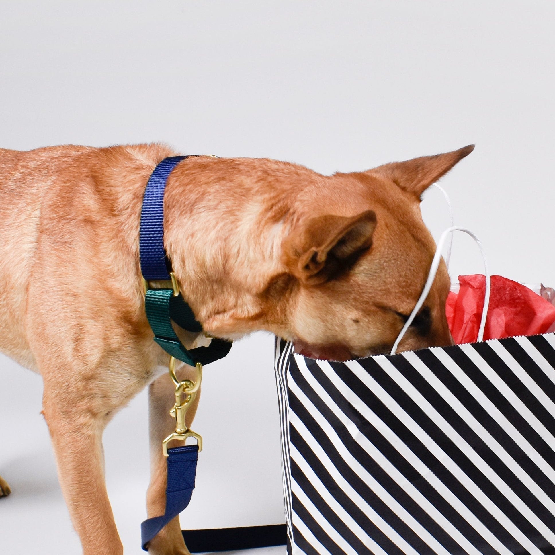 Martingale Dog Collar / Navy + Forest