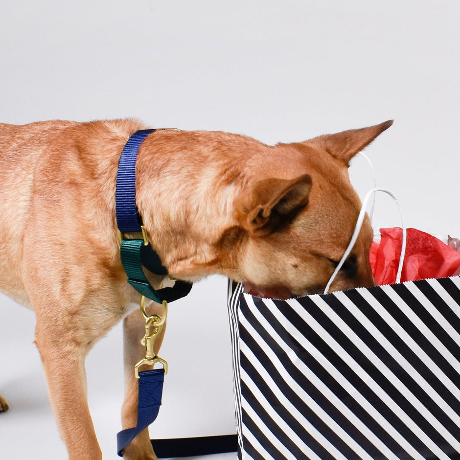 Martingale Dog Collar | Navy + Forest