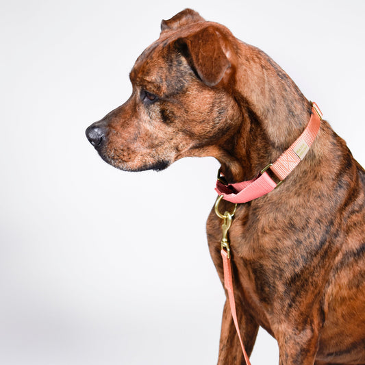 Martingale Dog Collar / Peach + Pink