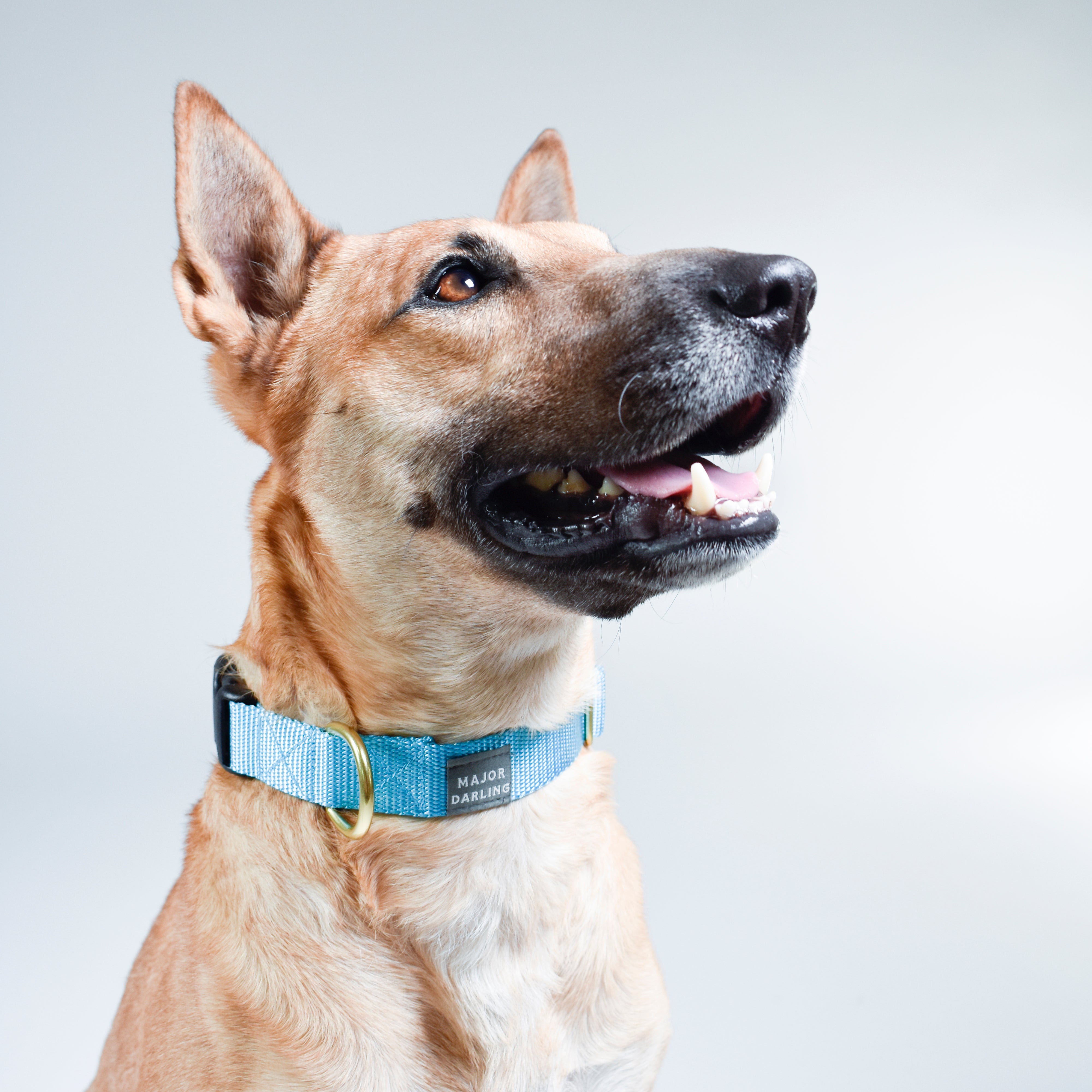 Basic Snap Dog Collar-zoom-2