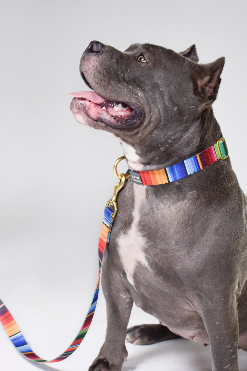 Not-So-Basic Snap Dog Collar / Serape-zoom-