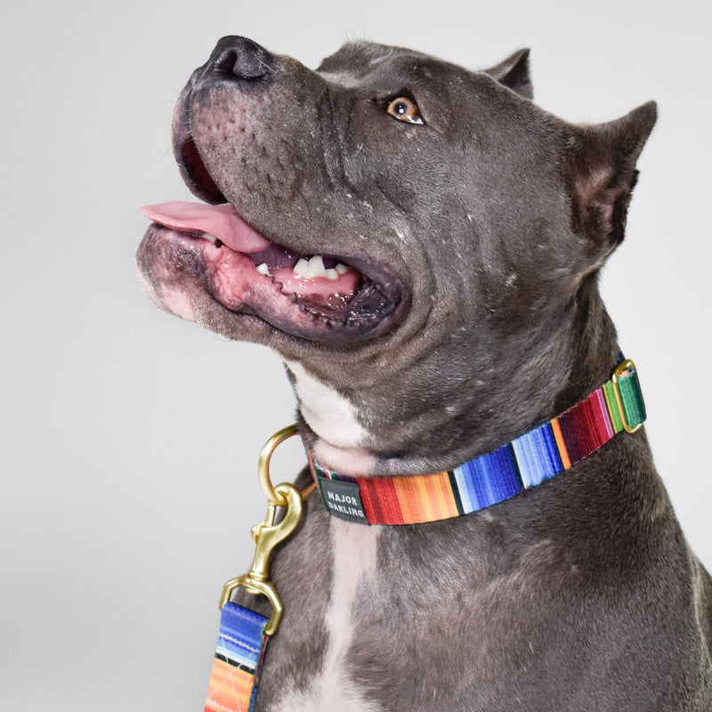 Not-So-Basic Snap Dog Collar / Serape-zoom-