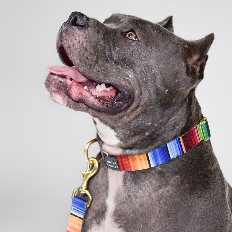 Not-So-Basic Snap Dog Collar | Serape