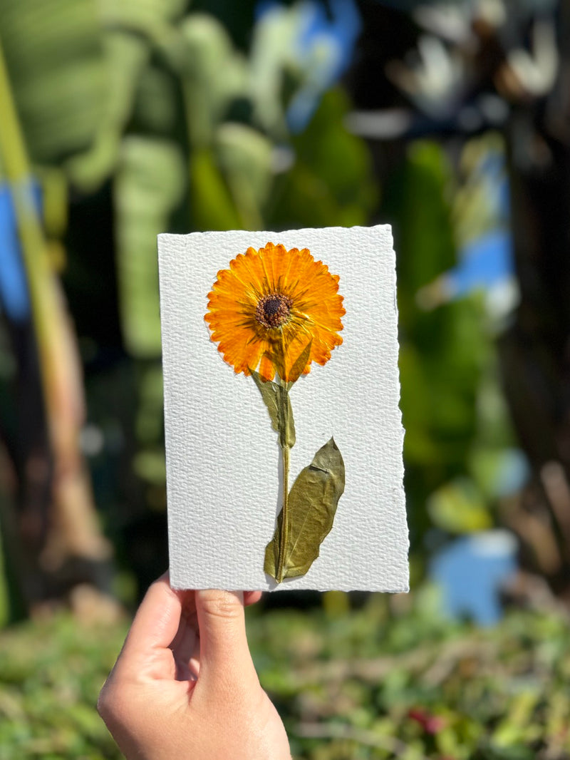 Hardten's Garden Pressed Flower Cards + Seeds-zoom-