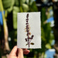 Hardten's Garden Pressed Flower Cards + Seeds