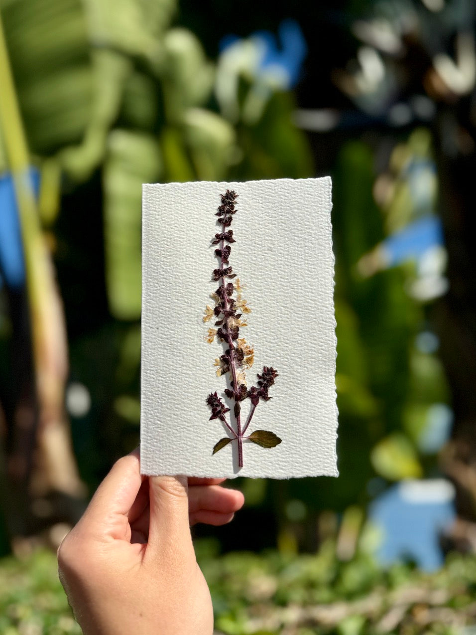 Hardten's Garden Pressed Flower Cards + Seeds