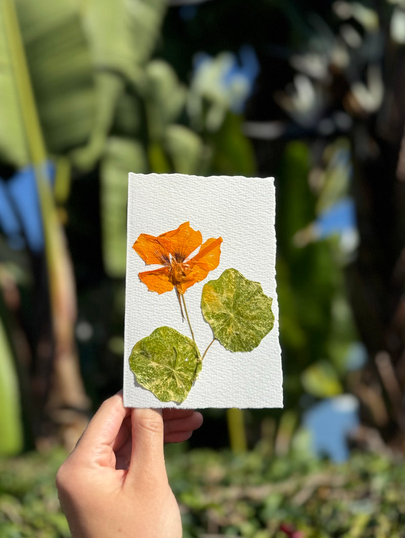 Hardten's Garden Pressed Flower Cards + Seeds-zoom-