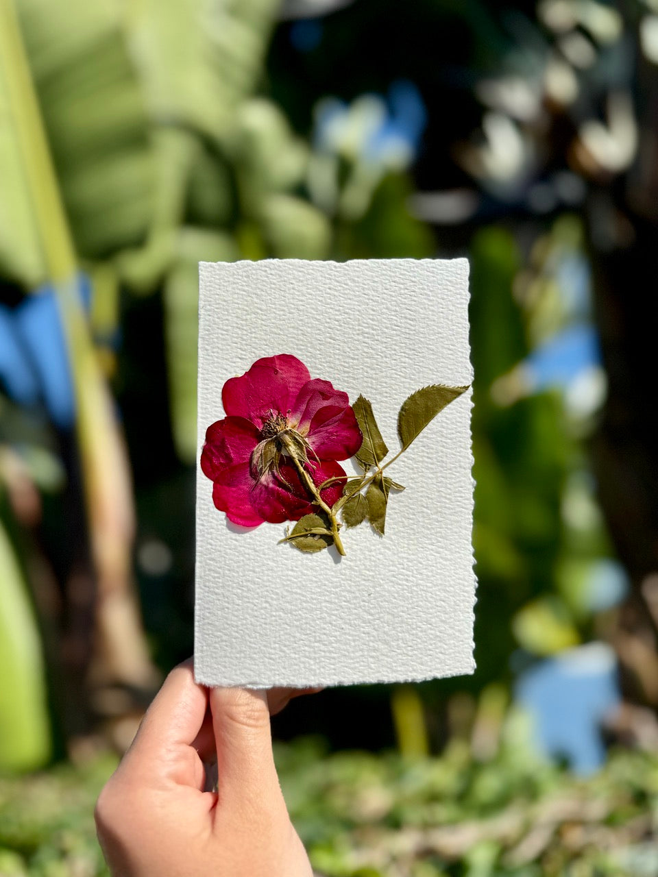 Hardten's Garden Pressed Flower Cards + Seeds