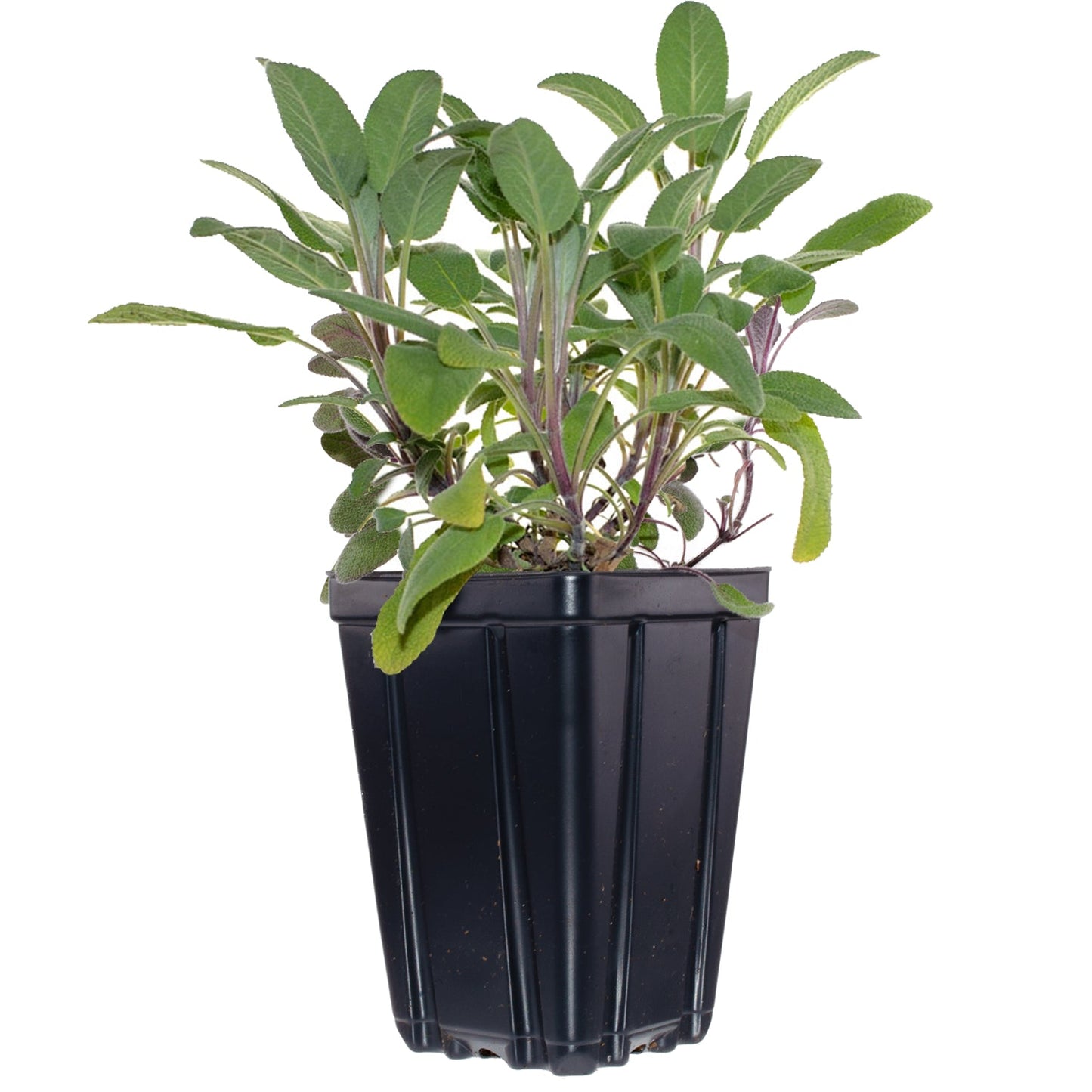 Herbs de Provence Plant Collection, 4 Quart Pots - Rosemary, Lavender, Thyme, Sage