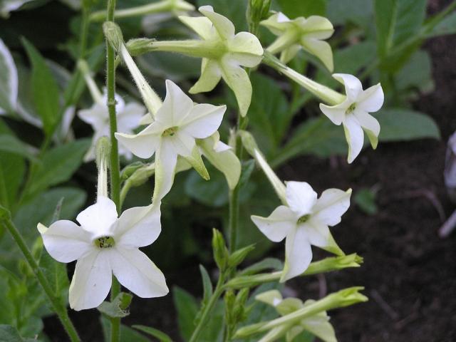 Nicotiana - Jasmine Scented-2