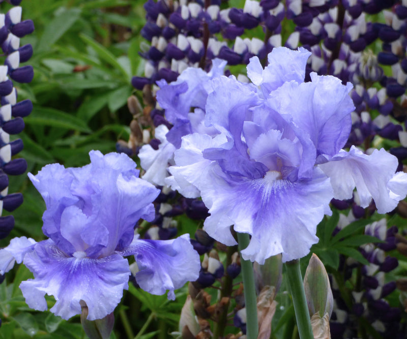 No Count Blues Fragrant Blue Iris Quart Container-zoom-