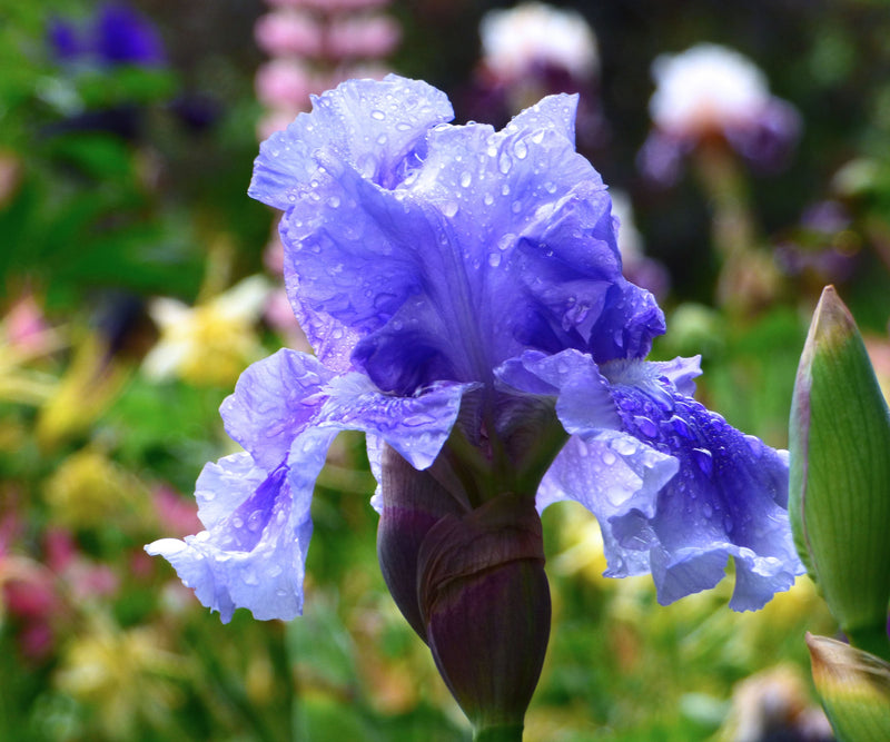 No Count Blues Fragrant Blue Iris Quart Container-zoom-