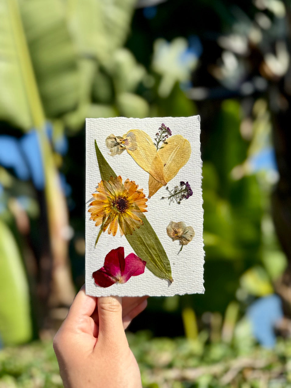 Hardten's Garden Pressed Flower Cards + Seeds